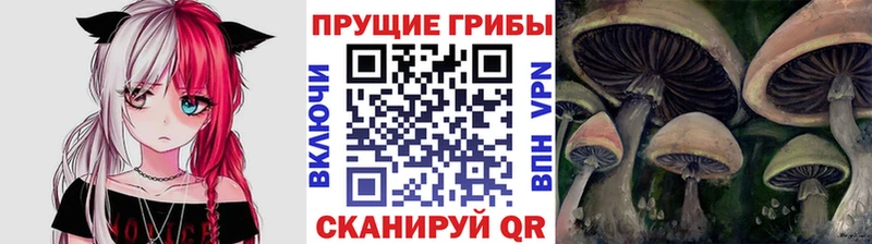 Псилоцибиновые грибы Cubensis  ОМГ ОМГ как зайти  Гвардейск 